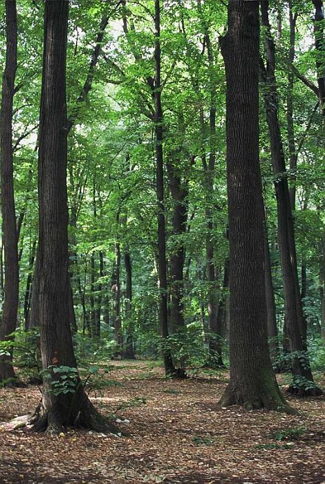 Tilar (Tilia platyphyllos)